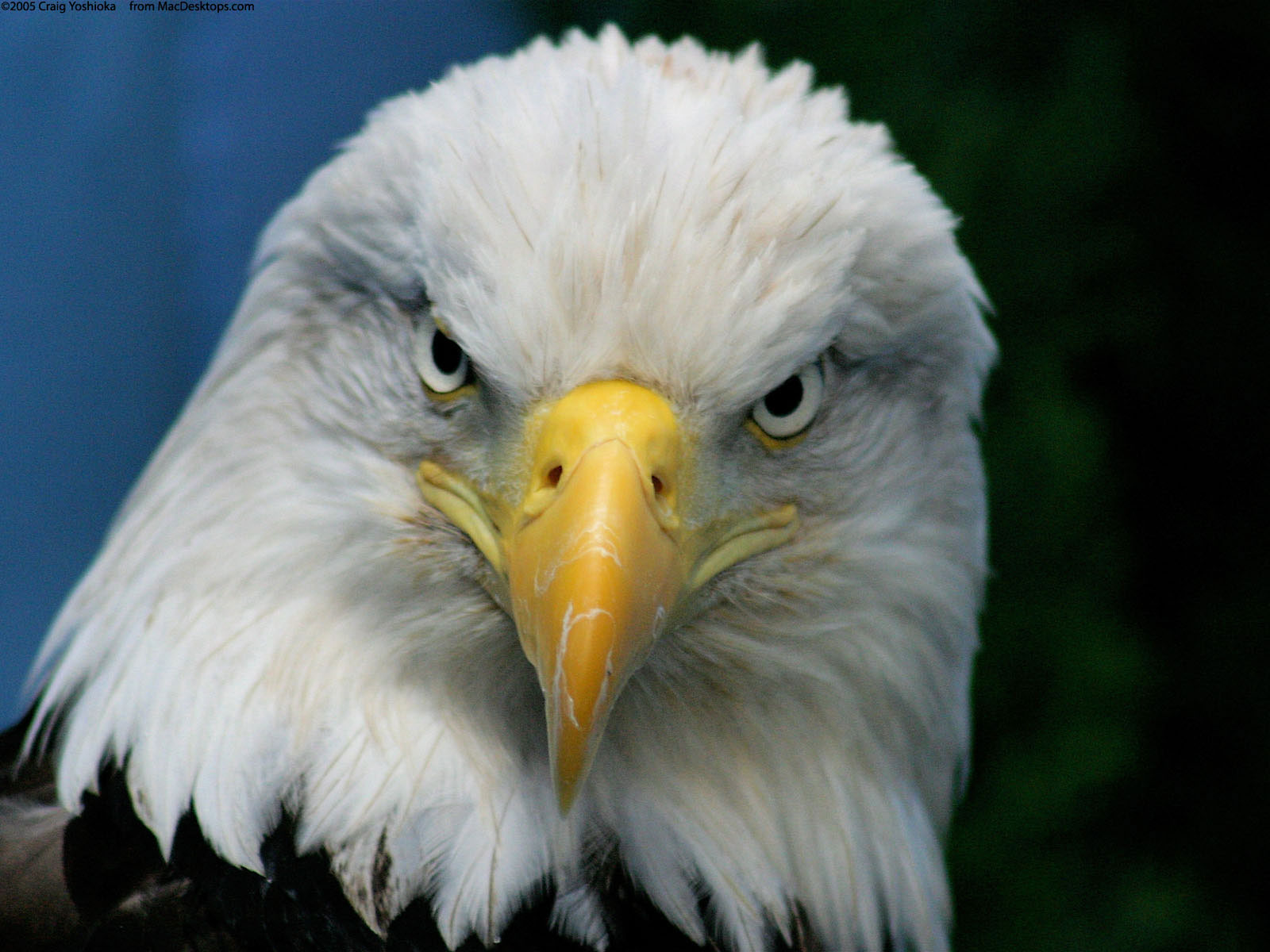 eagle-symbolism